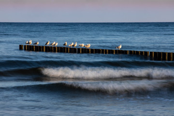 seagulls sitting on spur dykes at the polish coast of Misdroy