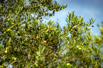 olive tree, detail