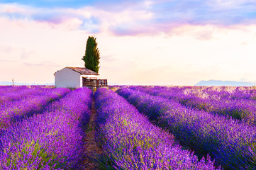 Fototapeta na wymiar Small house in lavender fields at sunrise near Valensole, Provence, France. Beautiful summer landscape. Famous travel destination