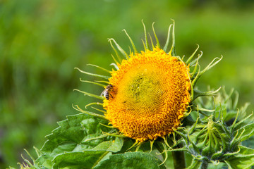 A closeup of yellow sunflower and a bee on a green background