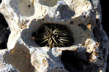 Abominable Sea Urchin