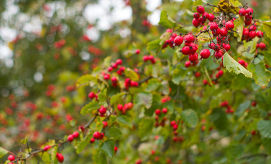 Ripe hawthorn berries on a branch. Autumn background