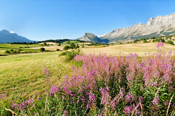 Lauriers de saint Antoine (épilobe ou Epilobium), La Joue du Loup, Hautes Alpes, France