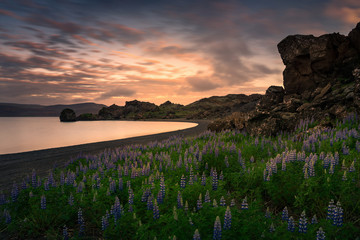 Field of lupine at sunset near Kleifarvatn lake