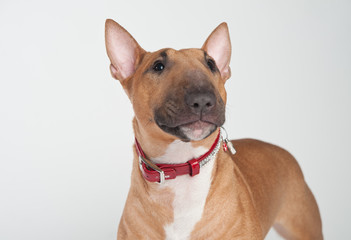 Young red-haired bull terrier isolated on white