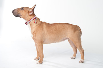 Young red-haired bull terrier isolated on white