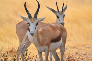 Springboks in the savanna in Etosha Park Namibia