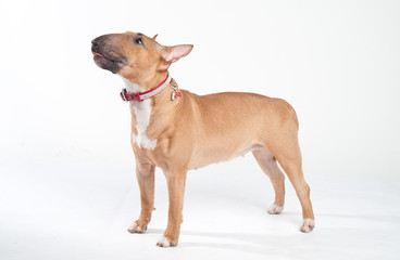 Young red-haired bull terrier isolated on white