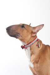 Young red-haired bull terrier isolated on white