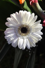 Petalos blancos