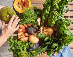Top view of freshly harvested vegetables (turnips, beets, carrots, greens, spinach, pumpkin). Natural organic products. Hand holds a pumpkin. Flat lay.