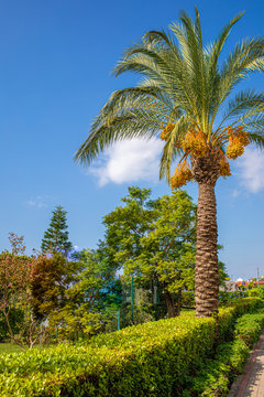 a gorgeous date palm with orange dates stands in beautiful weather before a blue sky