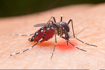 Striped mosquitoes are eating blood on human skin. Mosquitoes are carriers of dengue fever and...