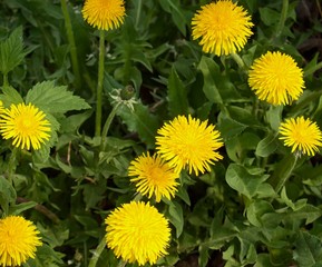 Dandelions blooming on meadow