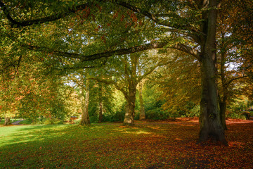 Obraz premium Beautiful autumn trees with colorful leaves in an old park, seasonal nature background, selected focus