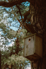 Birdhouse on tree in friluftsmuseum, Västerås, Sweden