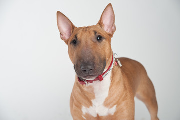 Young red-haired bull terrier isolated on white
