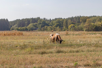 A cow grazes in the meadow
