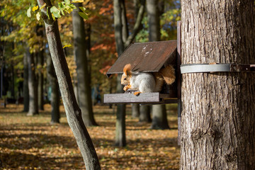 Red squirrel sitting on a tree in forest