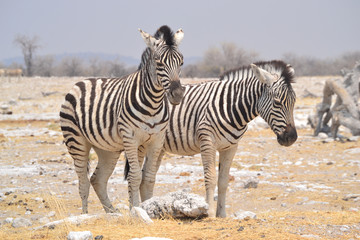 Fototapeta na wymiar Two zebras in Etosha National Park Namibia