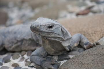 Wild Iguana, Cancún