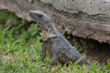 Wild Iguana, Cancún