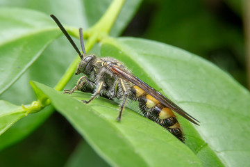 Close up of the Royal bee on green leaves in the morning. Selective focus of the Bees stick on the...