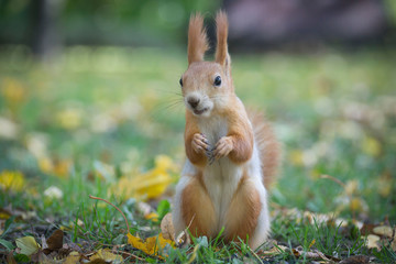 Red squirrel sitting on a tree in forest