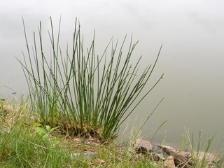 Common rush growing on the shore of a pond