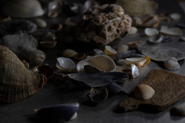 Seashells and rocks