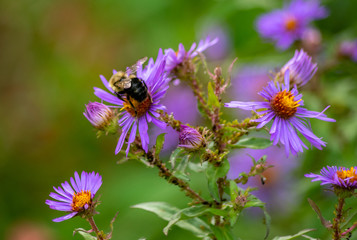bumblebee on a flower