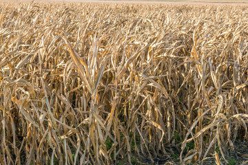 Vollkommen vertrocknete Maispflanzen nach lang anhaltender Dürre