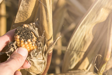Großer Ernteausfall durch vertrocknete Maispflanzen aufgrund des Klimawandels