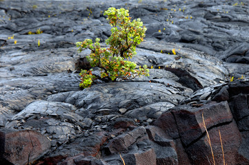 Beginning Again in Lava Field on Big Island