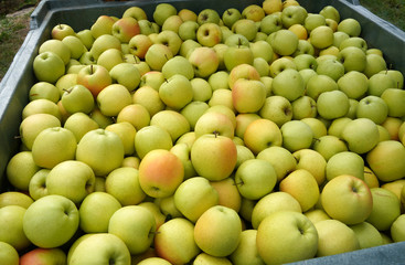 Apfel Äpfel Apfelernte in Südtirol