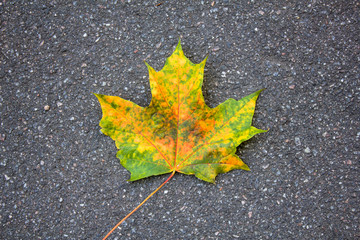 autumn dry bright yellow-green maple leaf close-up on gray asphalt. rough surface texture