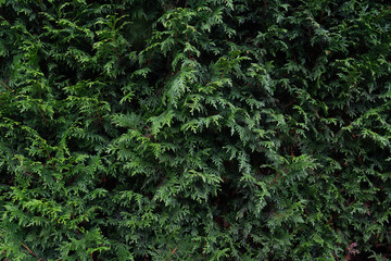 Floral background of cypress leaves