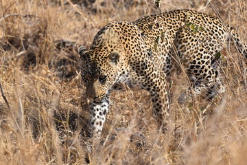 Leopard Stalking