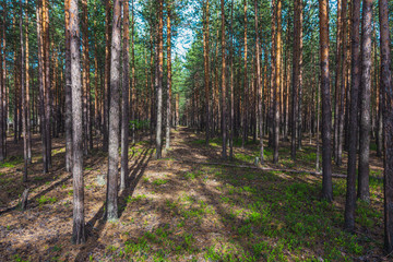 Obraz premium Fabulous forest in the Northern regions of the country