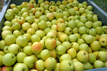 Apfel Äpfel Apfelernte in Südtirol