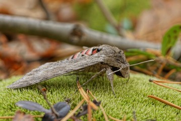 one big gray nocturnal butterfly sits on green moss in the forest