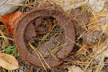 old big brown rusty tin can lies on gray dry needles in the forest