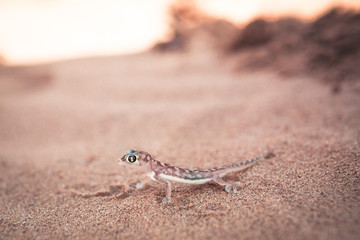 closeup of Namibia desert Palmato Gecko