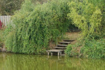 Fototapeta na wymiar wooden bridge in green vegetation on the shore in the lake water