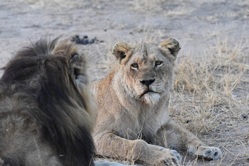 Lioness