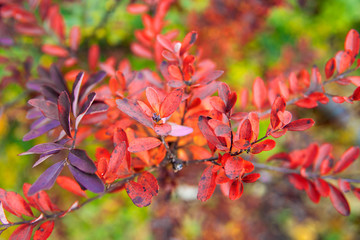 autumn branch of gray spirea Grefsheim with pinkish leaves