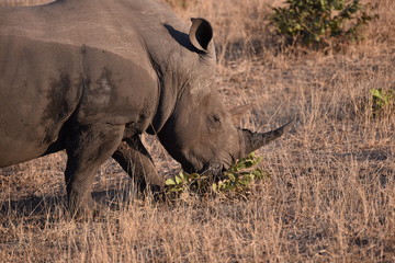 Obraz premium Rhino Upclose