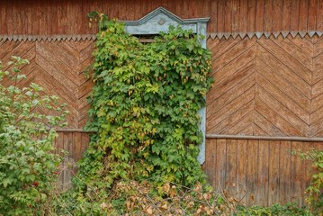 one old window on a brown wooden wall overgrown with green vegetation and hops