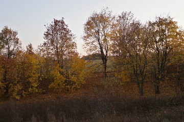 Fototapeta na wymiar evening in the fall in nature