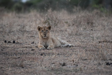 Lion Cub